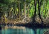 Hệ sinh thái rừng đước ngập mặn Năm Căn Cà Mau